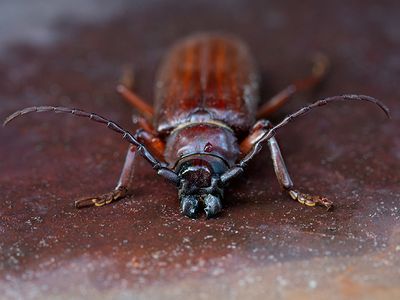 Brown Prionid Beetle