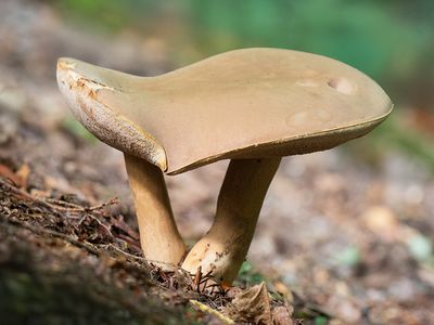 Bitter Bolete Mushrooms