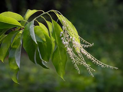 Sourwood Tree
