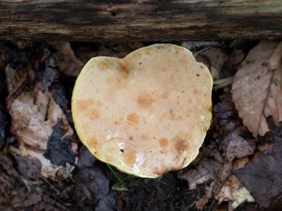 Clustered Brown Bolete Mushroom