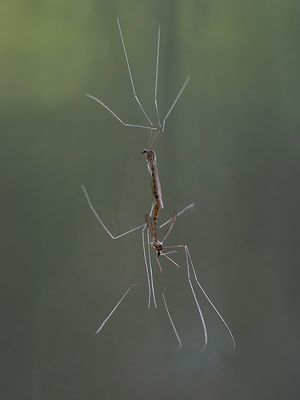 Ferruginous Tiger Crane Flies Mating on My Window