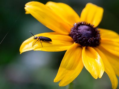 Eastern Black-headed Nemognatha on Black-eyed Susan 