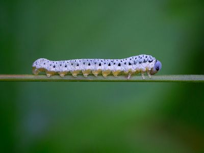 Insects, etc.