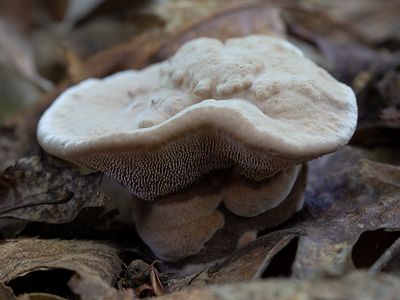 Velvet Tooth Mushroom