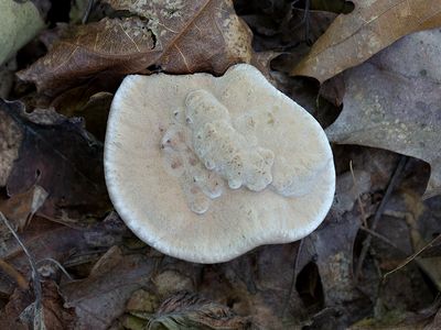 Velvet Tooth Mushroom