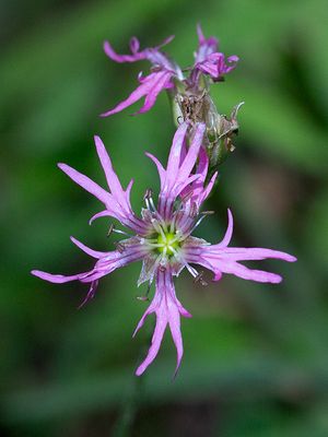 Wildflowers of Pennsylvania