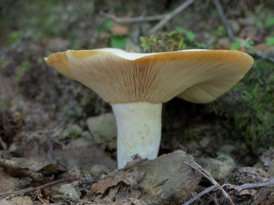 Short-stemmed Russula Mushroom