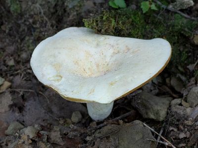 Short-stemmed Russula Mushroom