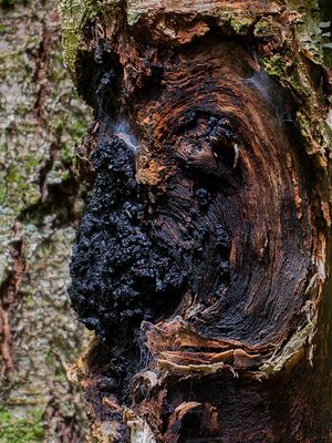 Chaga Fungus