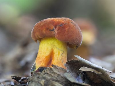 Curry Bolete Mushroom