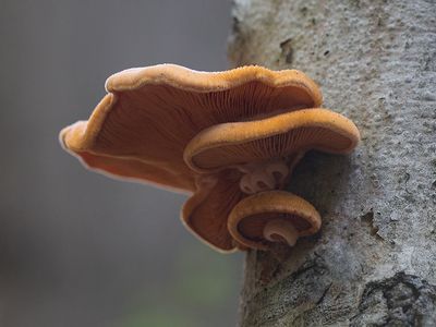 Orange Mock Oyster Mushroom