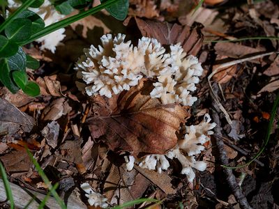 False Coral Fungus