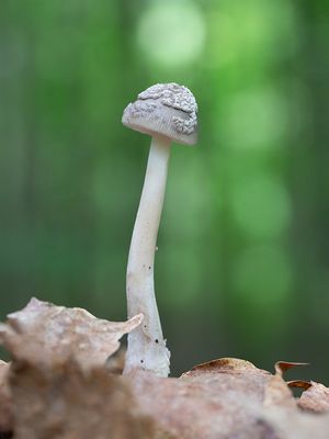 Floury Amanita Mushroom