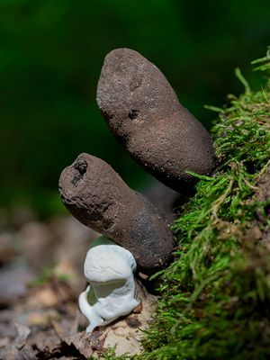Fungi, Lichens and Slime Molds
