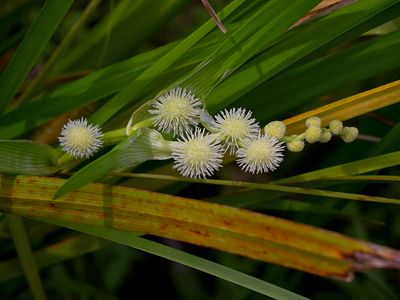 Wildflowers of Pennsylvania