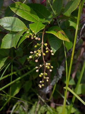 Poison Sumac Fruit