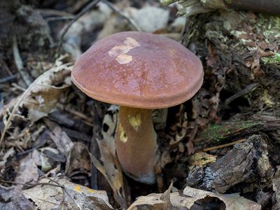 Fungi, Lichens and Slime Molds