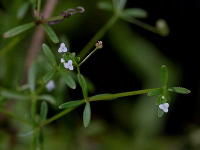 Three-petal Bedstraw