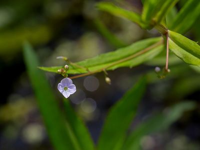 Wildflowers of Pennsylvania