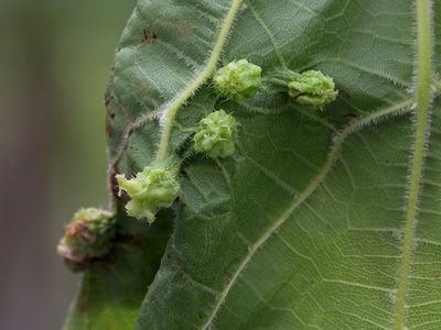 Grape Phylloxera Galls