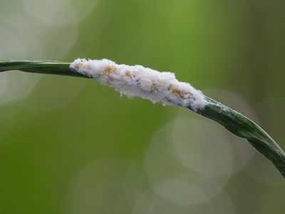 Insects, etc.