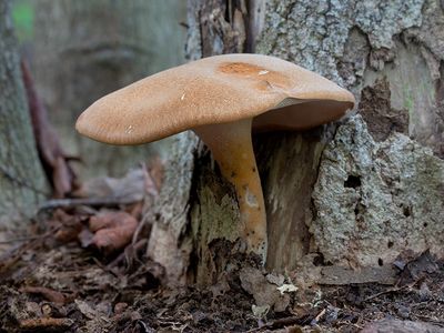Fungi, Lichens and Slime Molds