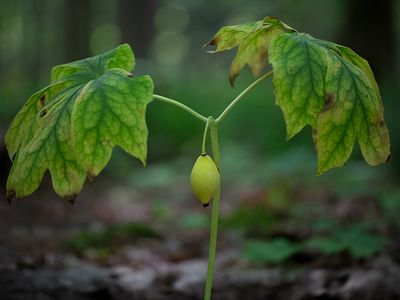 Mayapple