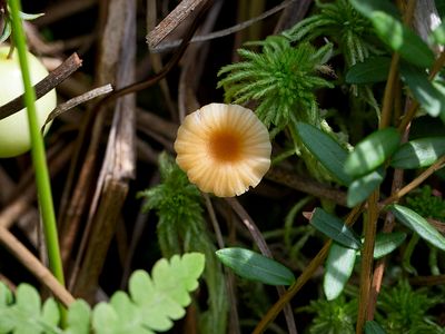 Fungi, Lichens and Slime Molds