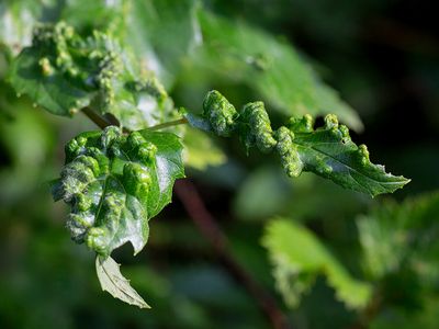 Gall on Arrowwood Virbunum
