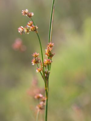 Sharp-Fruited Rush
