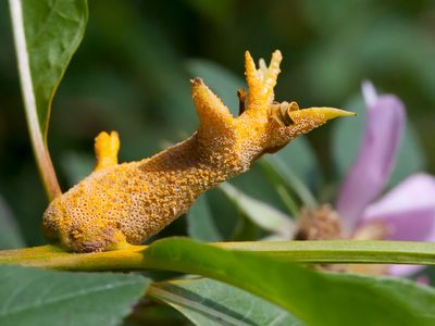 Rust on Swamp Loosestrife