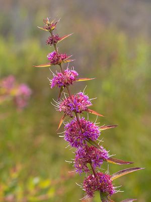 Swamp Loosestrife