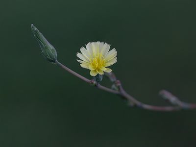 Prickly Lettuce
