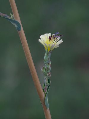 Wildflowers of Pennsylvania