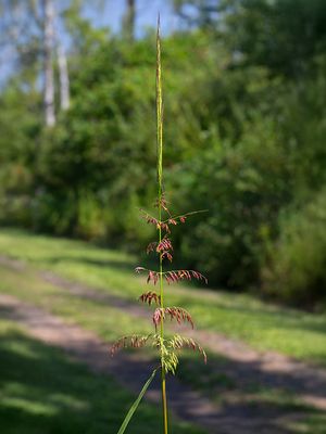 Northern Wild Rice