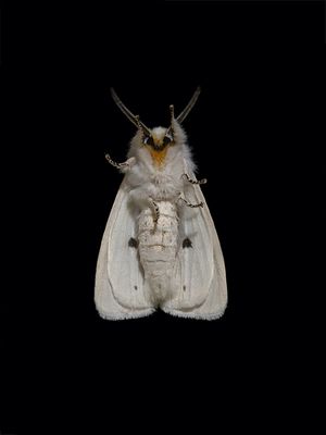 Insects, etc.