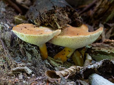 Fungi, Lichens and Slime Molds