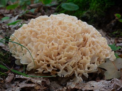 Eastern Cauliflower Mushroom