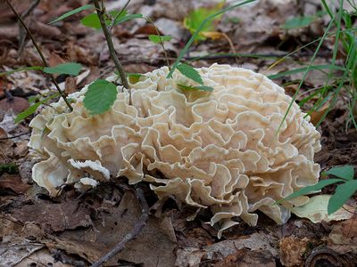 Eastern Cauliflower Mushroom