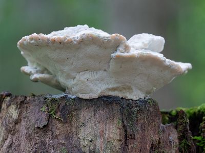 Lumpy Bracket Mushroom