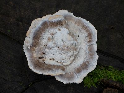 Fungi, Lichens and Slime Molds