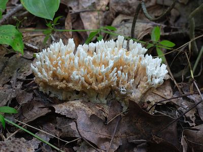 False Coral Fungus