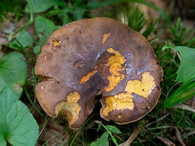 Fungi, Lichens and Slime Molds