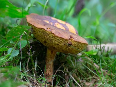 Bolete Mushroom