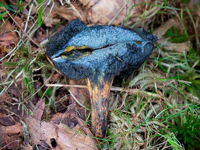 Bolete Mushroom