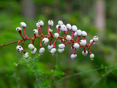 Wildflowers of Pennsylvania