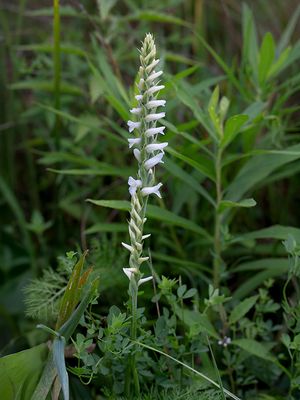 Sphinx Ladies Tresses Orchids