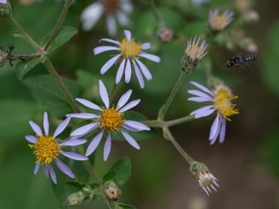Wildflowers of Pennsylvania