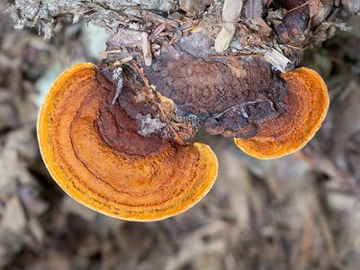 Conifer Mazegill Fungus