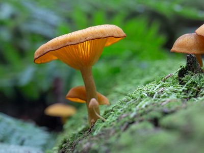 Bristling Woodfunnel Mushrooms